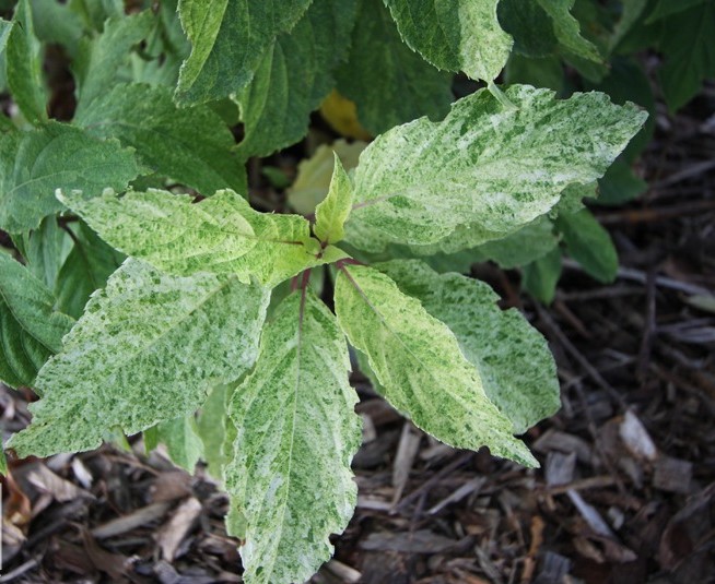 Гортензия метельчатая Шикоку Флеш